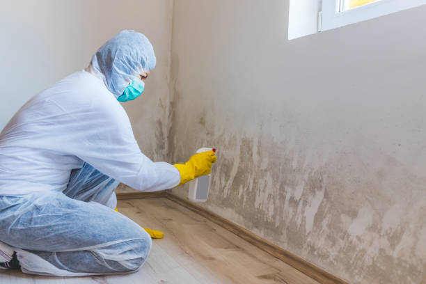 Licensed Basement Mold Remediation service in Berkeley, IL - 24 Hour Mold Removal