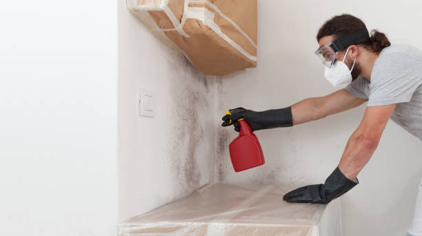 Professional Basement Mold Remediation technician working in Berkeley, IL