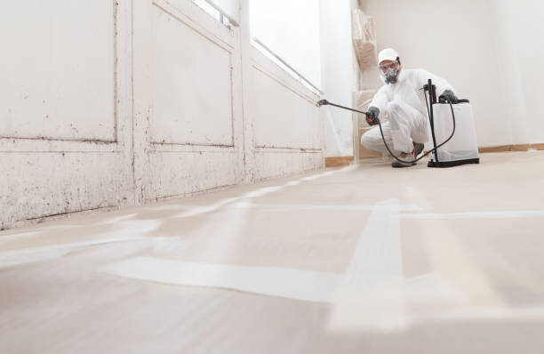 24/7 Emergency Basement Mold Remediation experts in Berkeley, IL