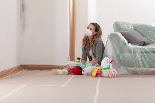 Reliable Basement Mold Remediation contractor in Berkeley, IL by 24 Hour Mold Removal