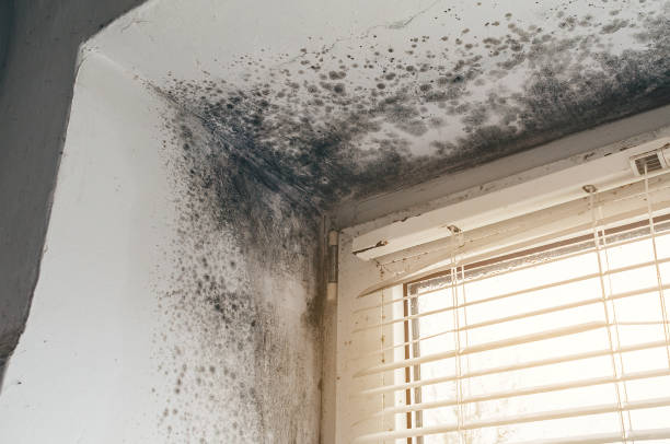 Affordable Basement Mold Remediation solutions in Berkeley, IL